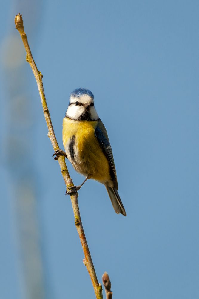 Blaumeise (Cyanistes caeruleus