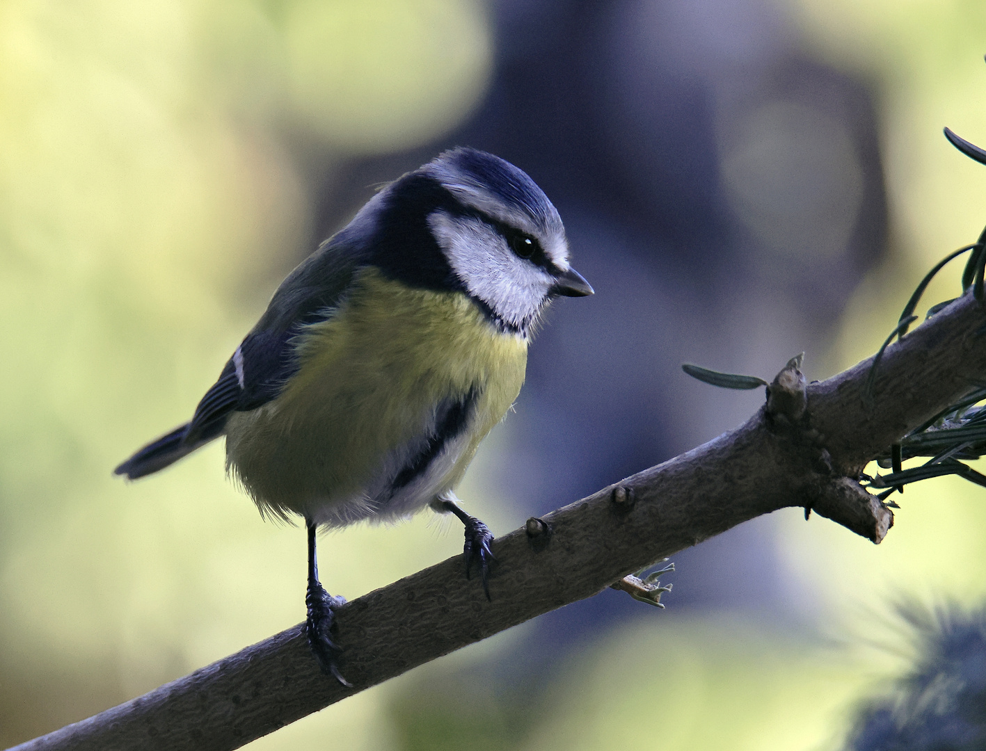 Blaumeise (Cyanistes caeruleus)