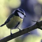 Blaumeise (Cyanistes caeruleus)