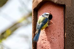 Blaumeise (Cyanistes caeruleus)