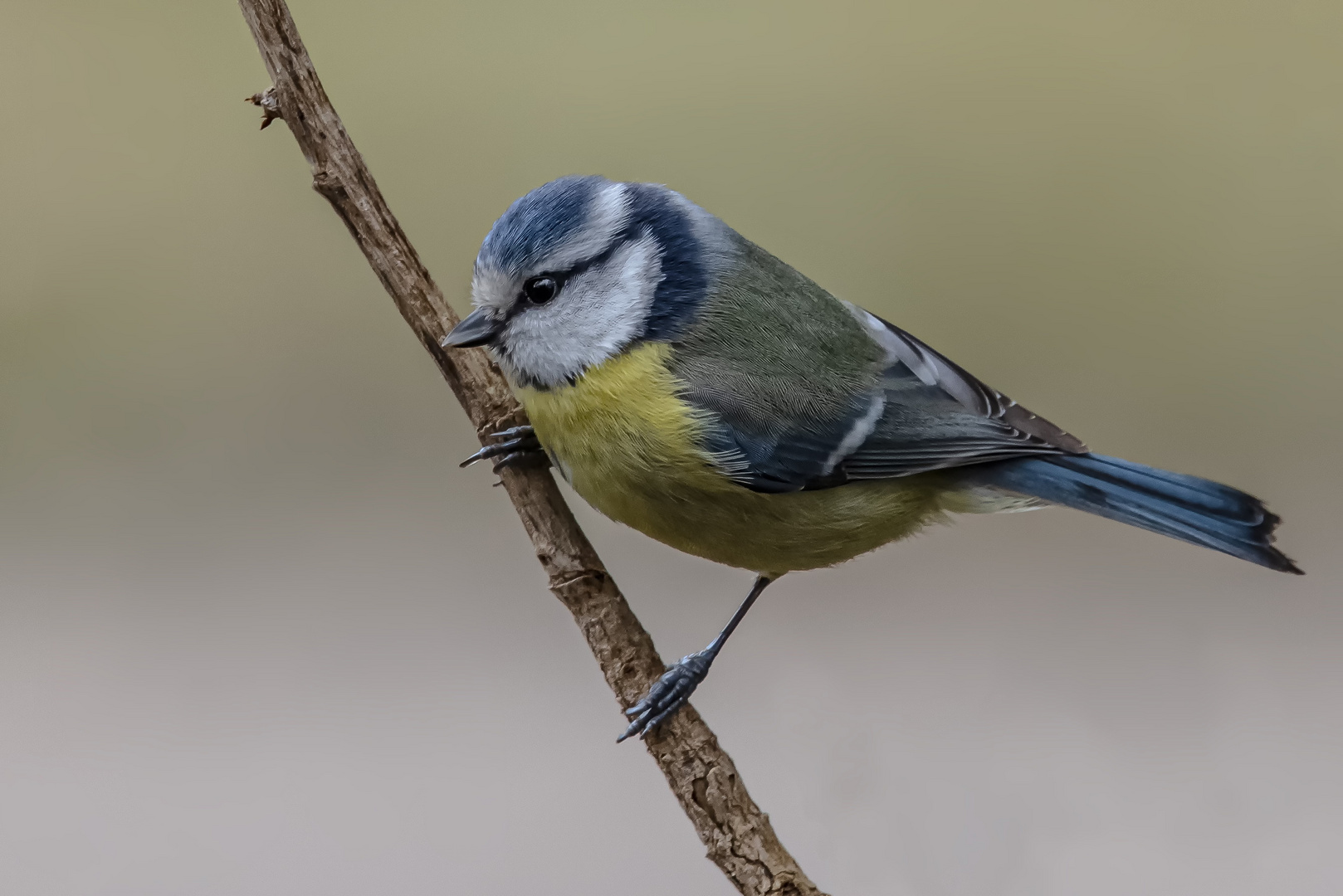 Blaumeise (Cyanistes caeruleus) 