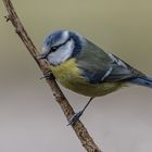 Blaumeise (Cyanistes caeruleus) 