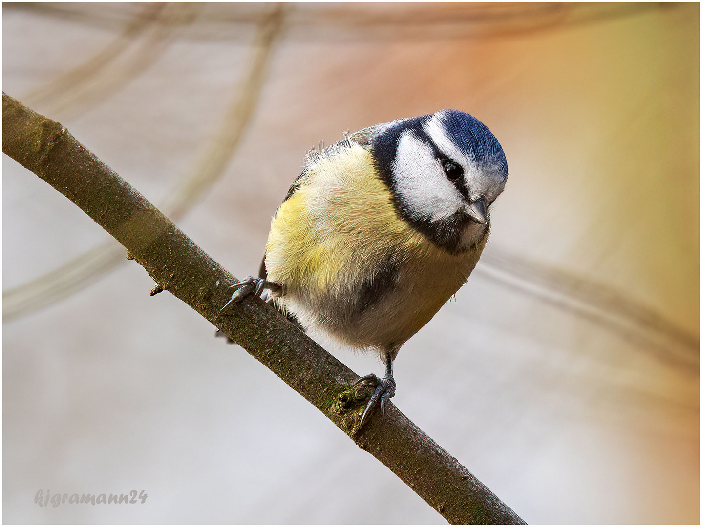 blaumeise (cyanistes caeruleus) ...