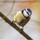 blaumeise (cyanistes caeruleus) ...