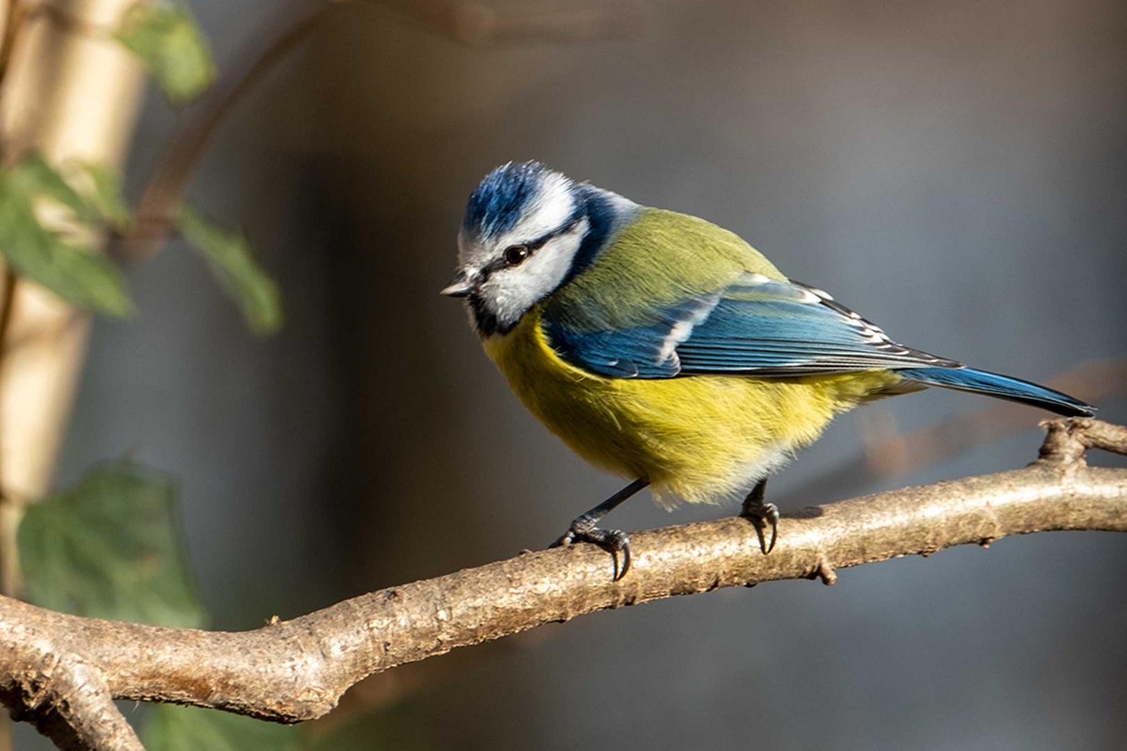 Blaumeise (Cyanistes caeruleus)