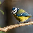 Blaumeise (Cyanistes caeruleus)