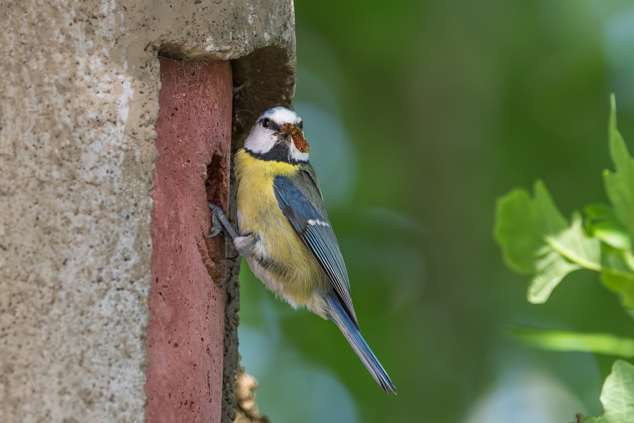 Blaumeise (Cyanistes caeruleus)