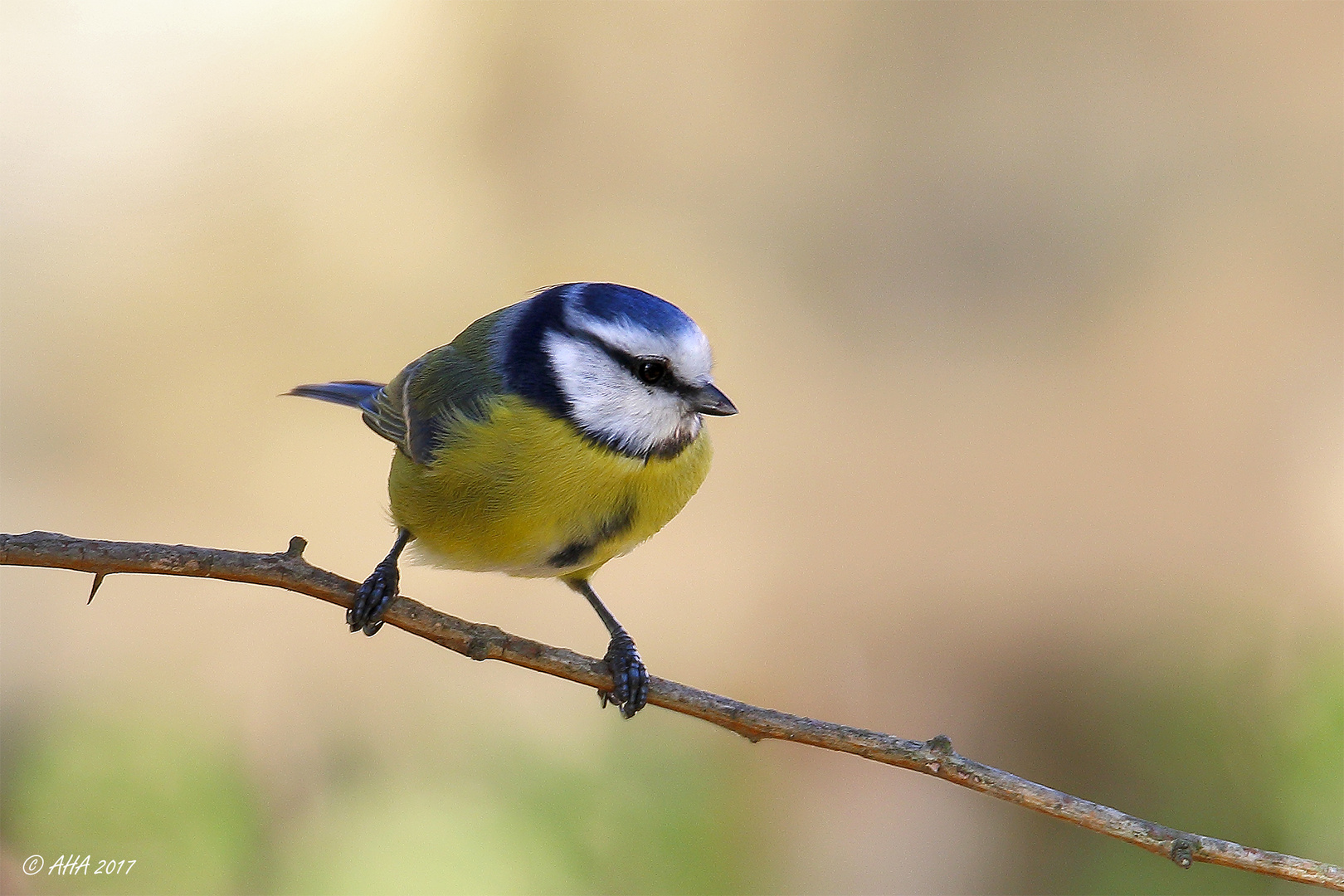 Blaumeise (Cyanistes caeruleus)