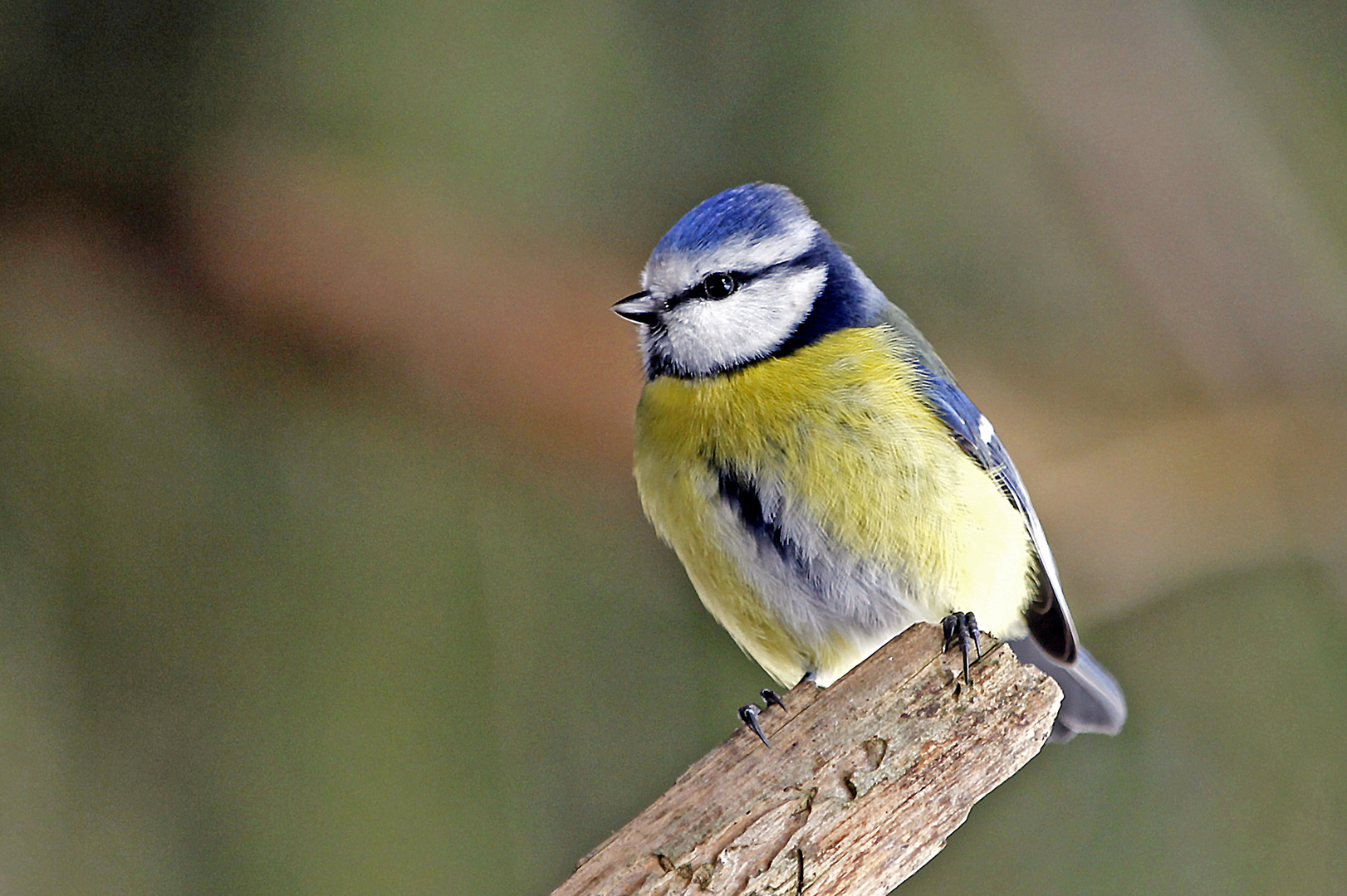 Blaumeise (Cyanistes caeruleus)