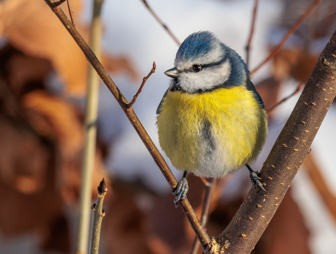 Blaumeise (Cyanistes caeruleus)