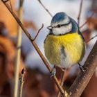 Blaumeise (Cyanistes caeruleus)