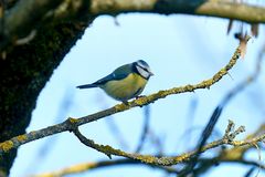 Blaumeise (Cyanistes caeruleus)