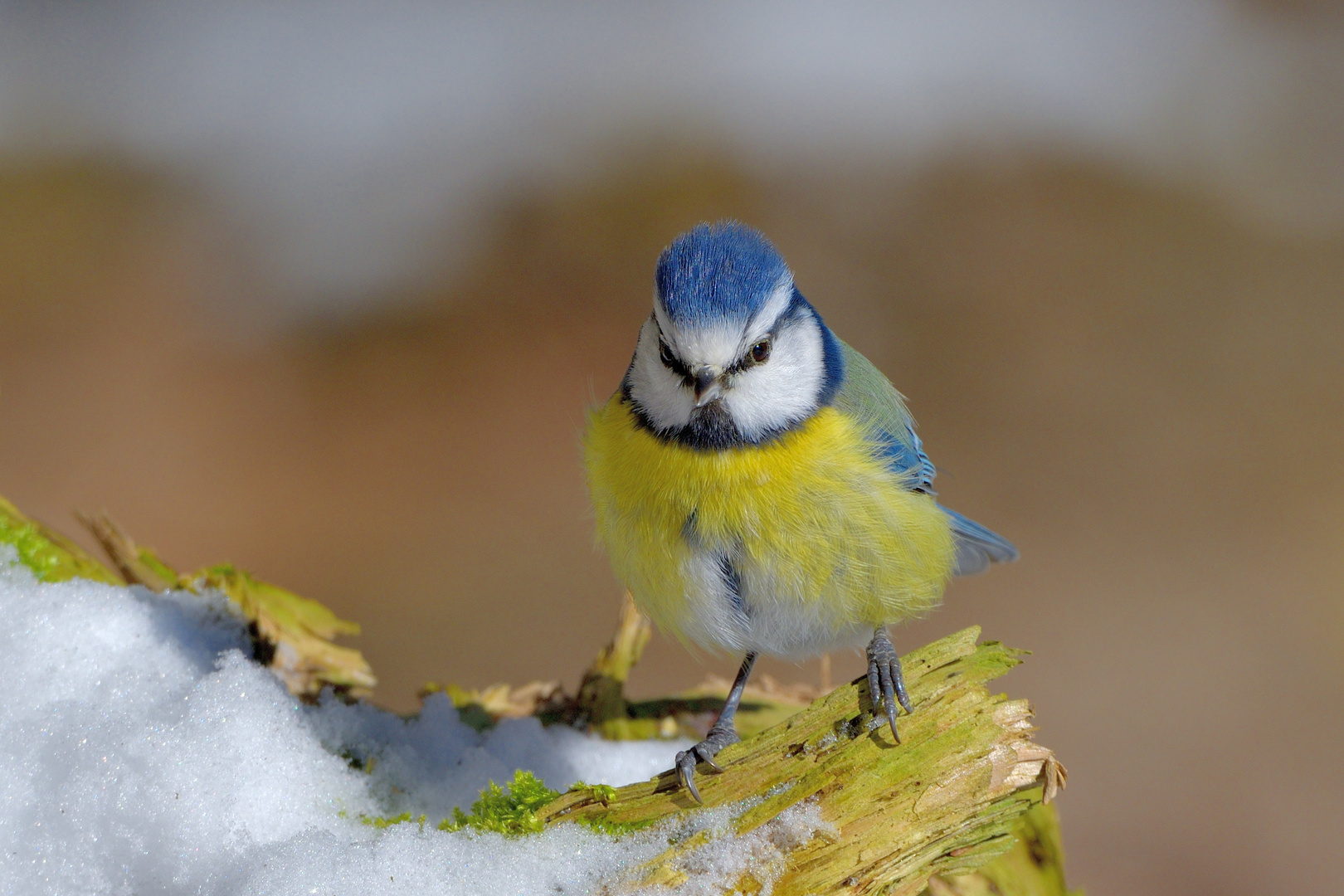 Blaumeise (Cyanistes caeruleus)