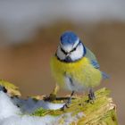 Blaumeise (Cyanistes caeruleus)