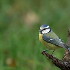 Blaumeise (Cyanistes caeruleus)