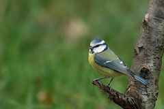 Blaumeise (Cyanistes caeruleus)