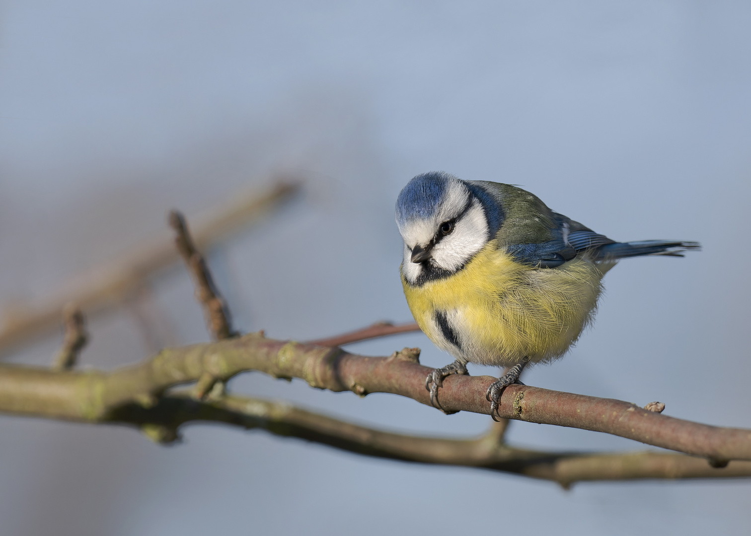 Blaumeise (Cyanistes caeruleus)