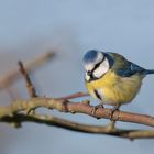 Blaumeise (Cyanistes caeruleus)