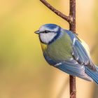 Blaumeise (Cyanistes caeruleus)