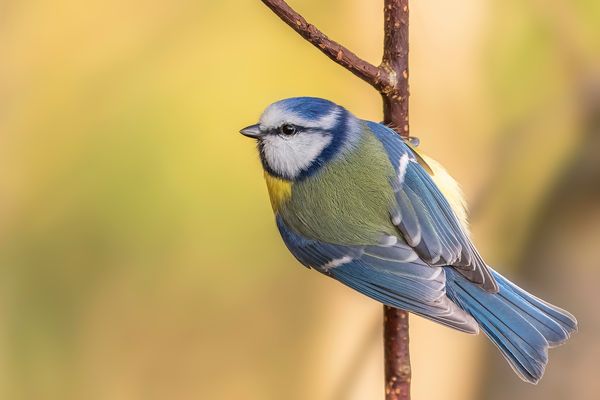 Blaumeise (Cyanistes caeruleus)