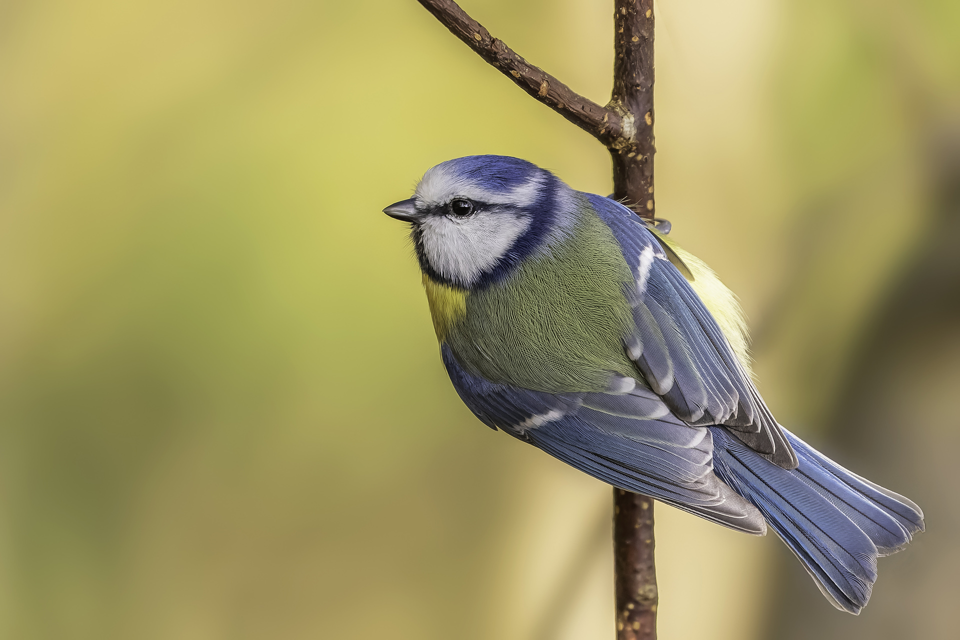 Blaumeise (Cyanistes caeruleus)