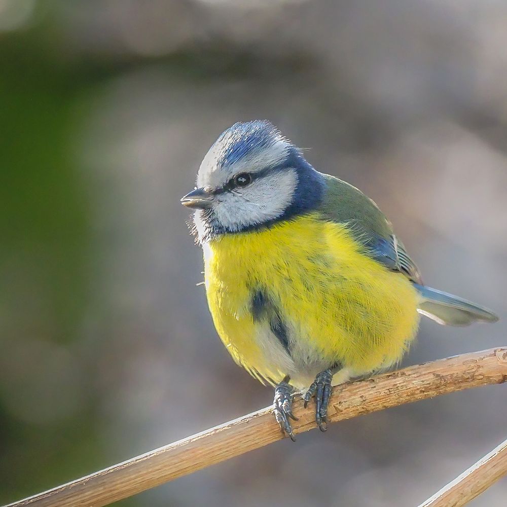 Blaumeise ( Cyanistes caeruleus )