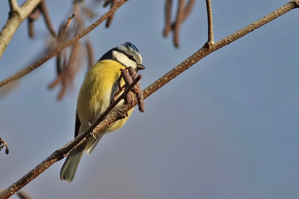 Blaumeise [Cyanistes caeruleus]