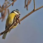 Blaumeise [Cyanistes caeruleus]