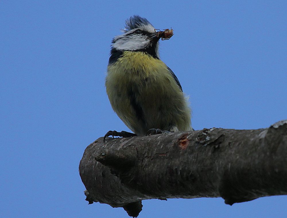 Blaumeise (Cyanistes caeruleus) II