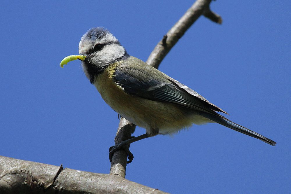 Blaumeise (Cyanistes caeruleus) III