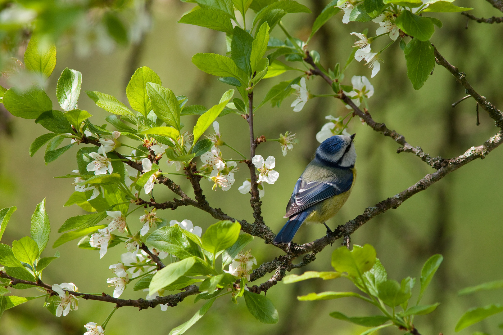 Blaumeise (Cyanistes caeruleus, Syn. Parus caeruleus)