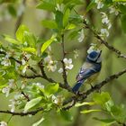 Blaumeise (Cyanistes caeruleus, Syn. Parus caeruleus)