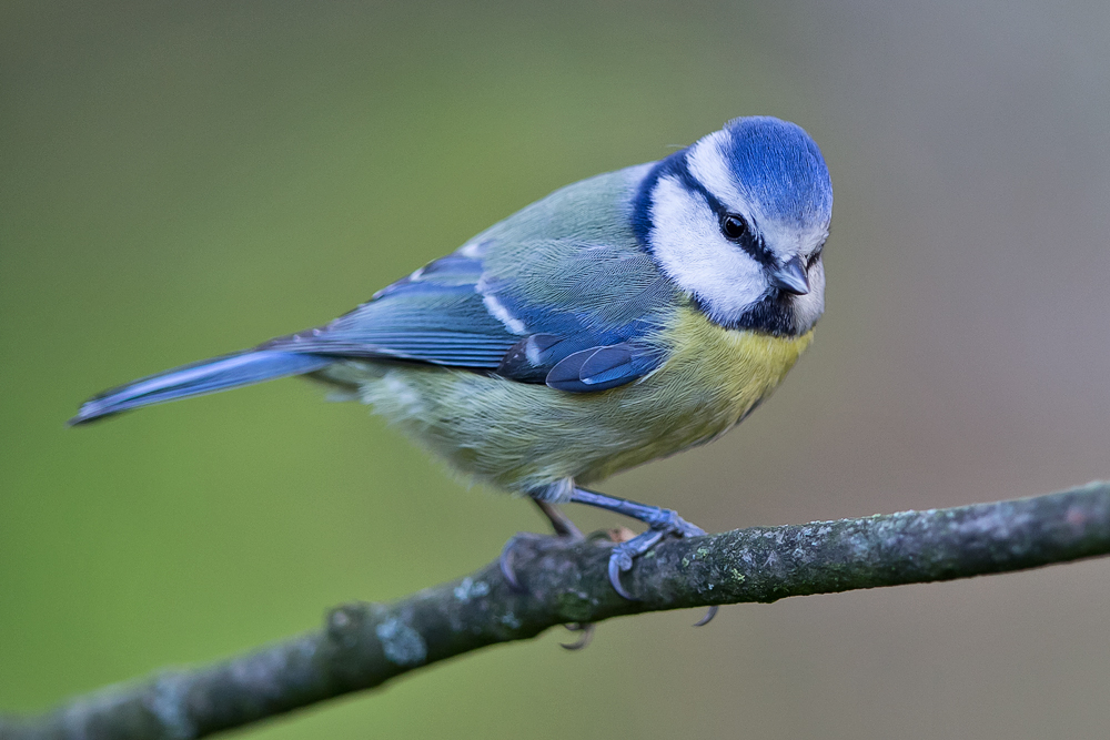 Blaumeise (Cyanistes caeruleus, Syn. Parus caeruleus)