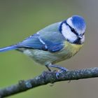 Blaumeise (Cyanistes caeruleus, Syn. Parus caeruleus)