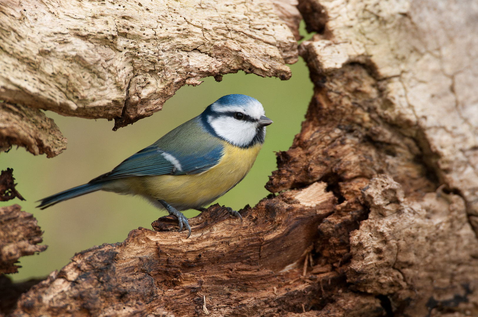 Blaumeise (Cyanistes caeruleus, Syn. Parus caeruleus)