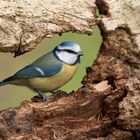 Blaumeise (Cyanistes caeruleus, Syn. Parus caeruleus)