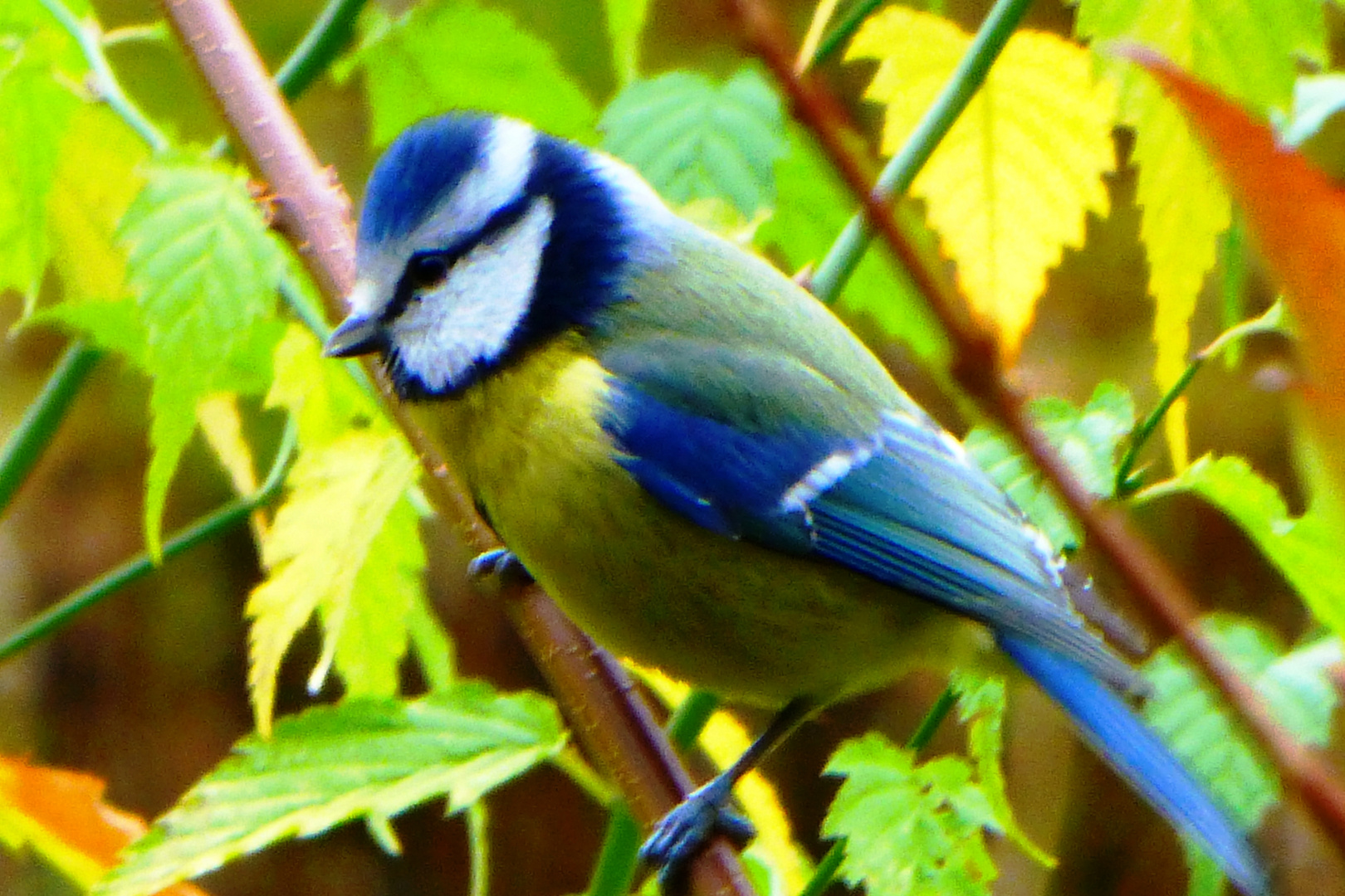 Blaumeise (Cyanistes caeruleus, Syn. Parus caeruleus)