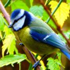 Blaumeise (Cyanistes caeruleus, Syn. Parus caeruleus)