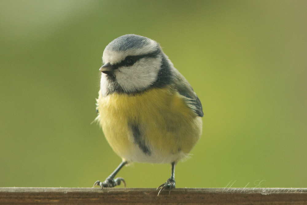  Blaumeise (Cyanistes caeruleus, Syn.: Parus caeruleus)