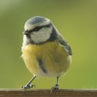  Blaumeise (Cyanistes caeruleus, Syn.: Parus caeruleus)