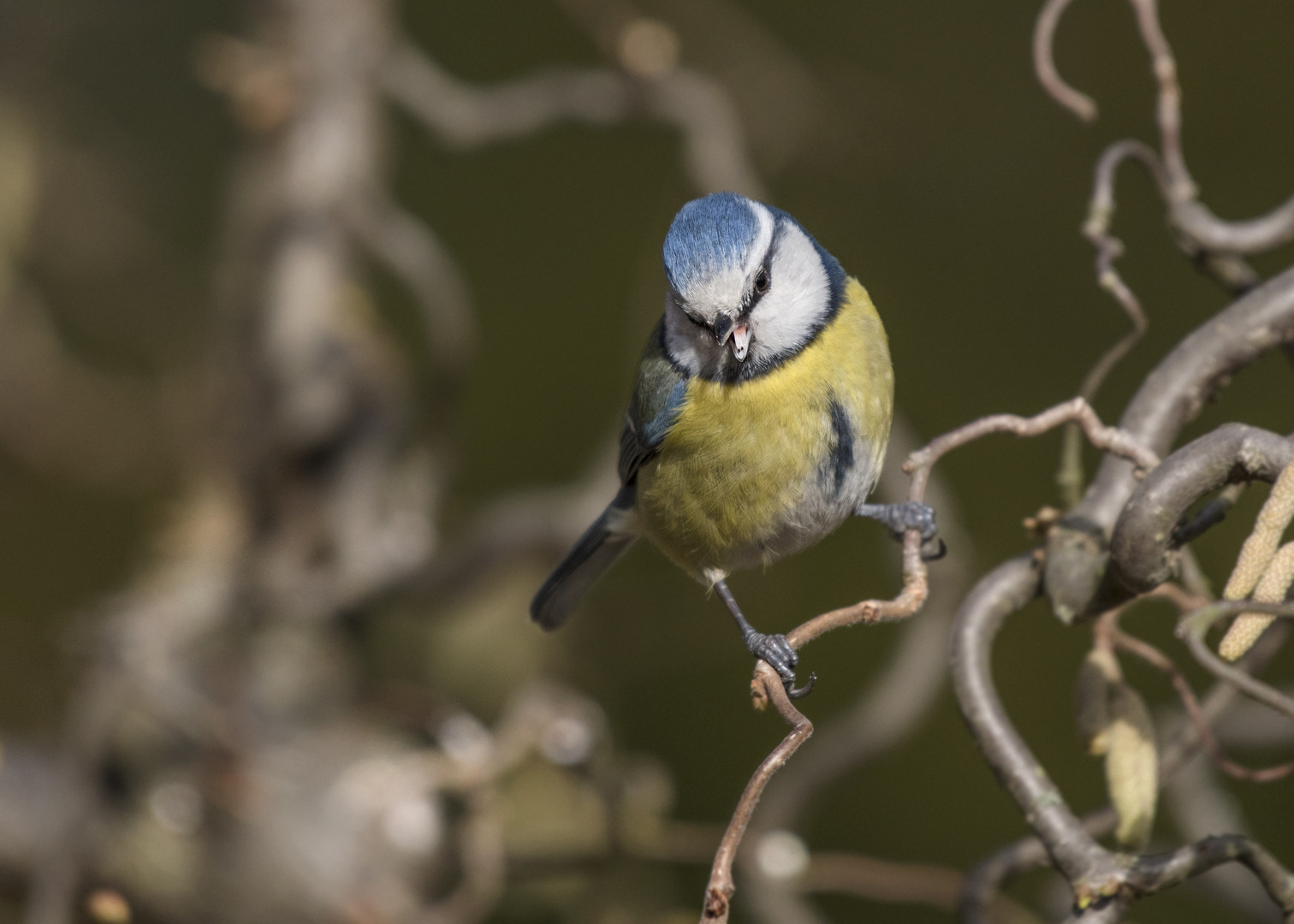 Blaumeise (Cyanistes caeruleus, Syn.: Parus caeruleus)