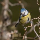 Blaumeise (Cyanistes caeruleus, Syn.: Parus caeruleus)