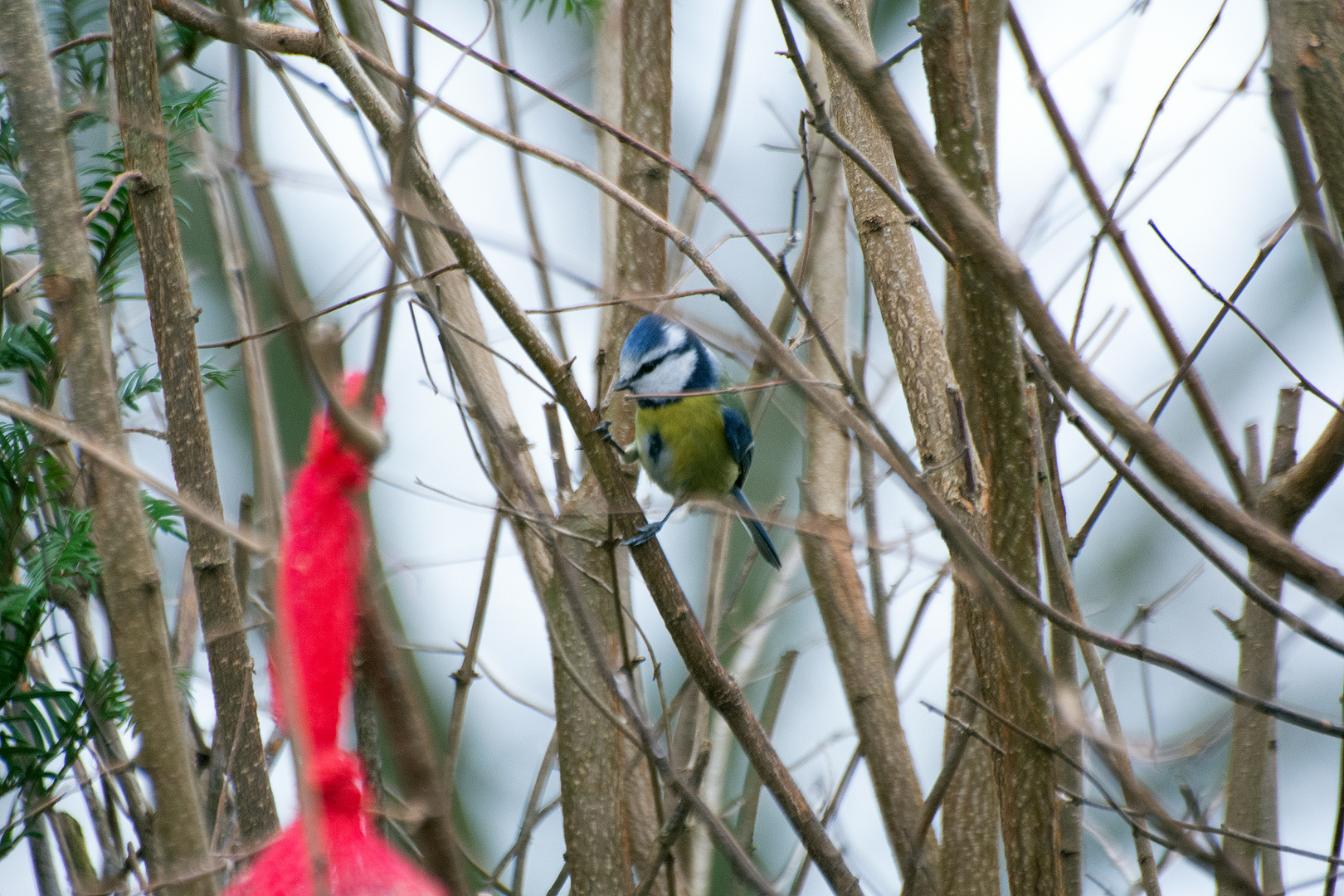 Blaumeise (Cyanistes caeruleus)was die da wohl verteilen ???