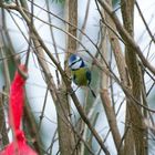 Blaumeise (Cyanistes caeruleus)was die da wohl verteilen ???