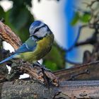 Blaumeise  - Cyanistes seruleus ...hat mich wohl gesehen