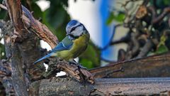 Blaumeise  - Cyanistes seruleus ...hat mich wohl gesehen