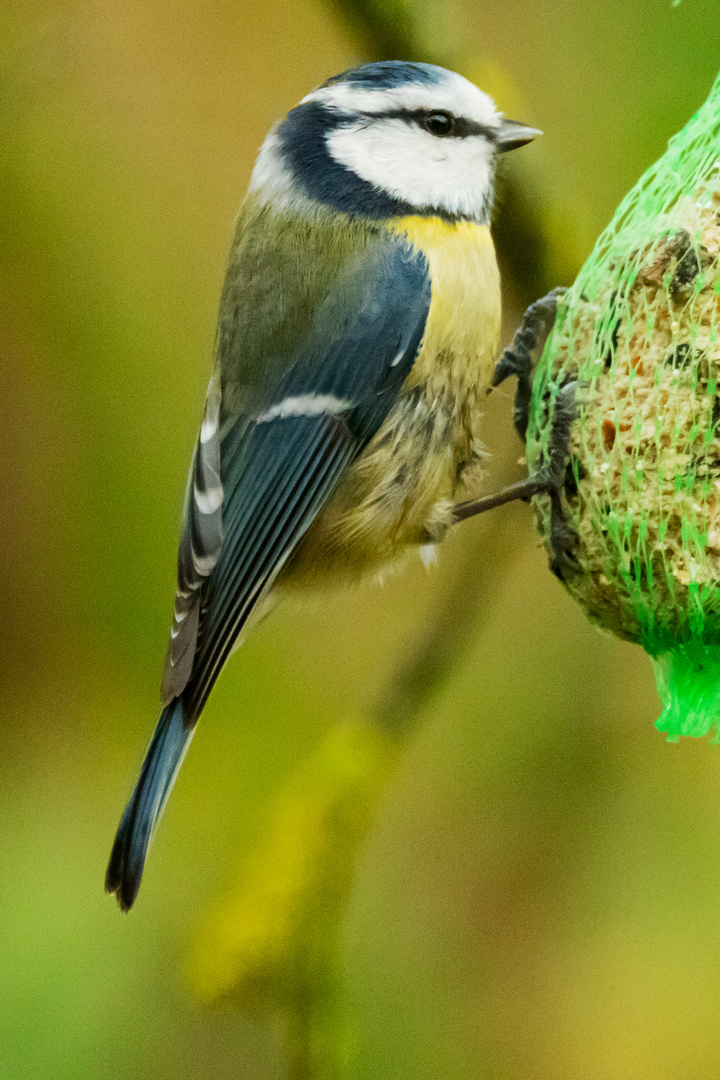 Blaumeise (Cyantistes caeruleus)