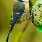 Blaumeise (Cyantistes caeruleus)