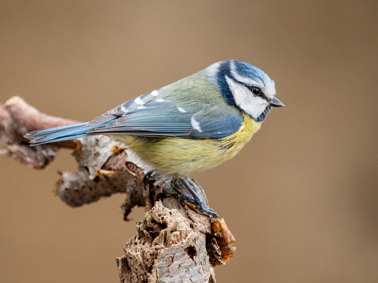 Blaumeise Foto & Bild | tiere, wildlife, wild lebende vögel Bilder auf