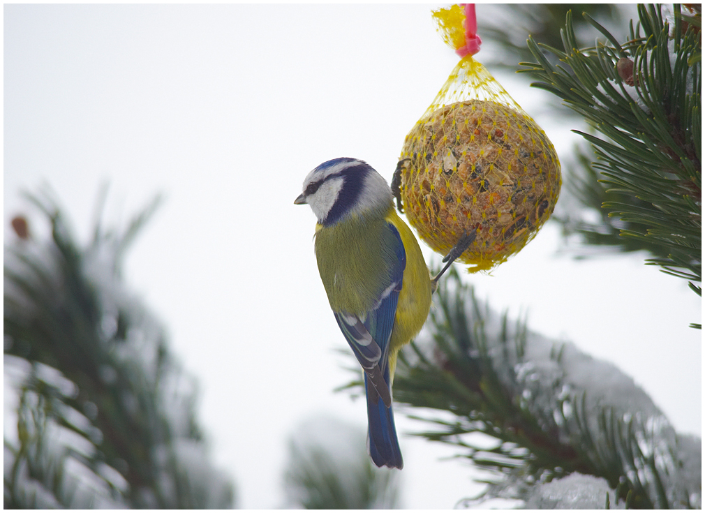 Blaumeise